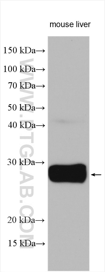 Western Blot (WB) analysis of various lysates using FAM3A Polyclonal antibody (20588-1-AP)