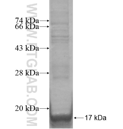 FAM3A fusion protein Ag14876 SDS-PAGE