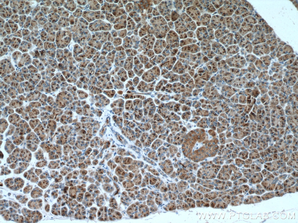 Immunohistochemistry (IHC) staining of human pancreas tissue using FAM3B Polyclonal antibody (27131-1-AP)