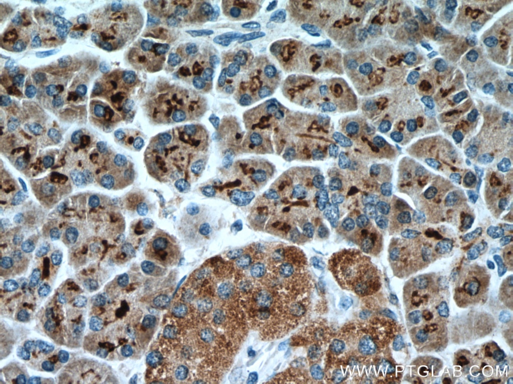 Immunohistochemistry (IHC) staining of human pancreas tissue using FAM3B Polyclonal antibody (27131-1-AP)