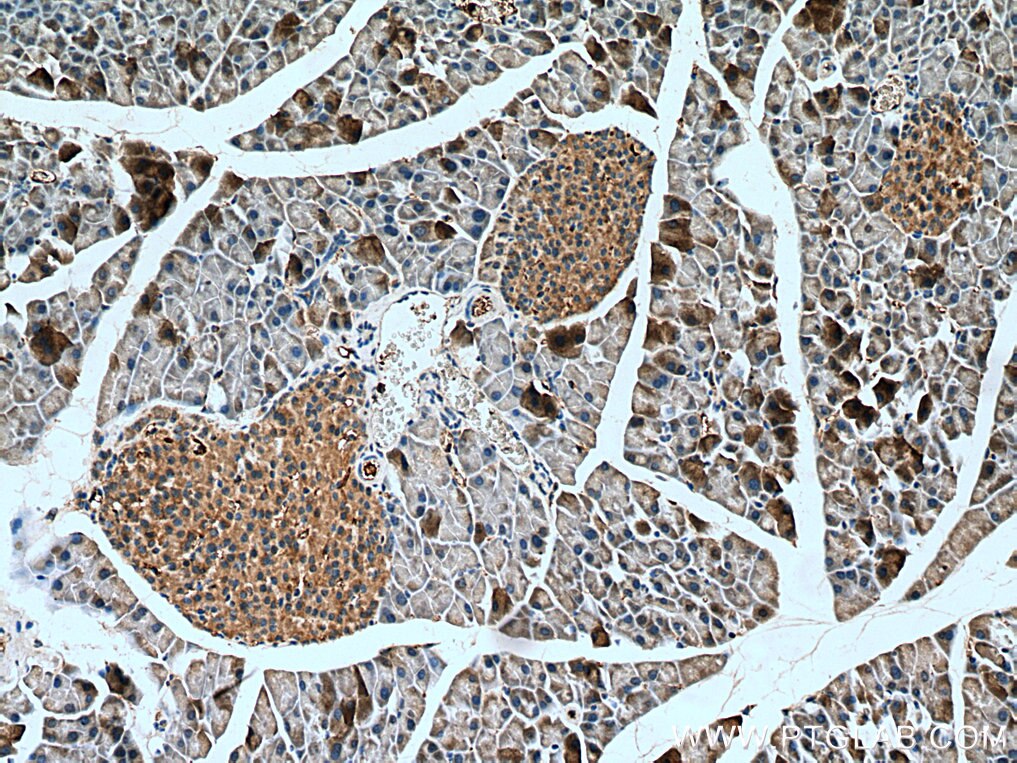 Immunohistochemistry (IHC) staining of mouse pancreas tissue using FAM3B Polyclonal antibody (27131-1-AP)