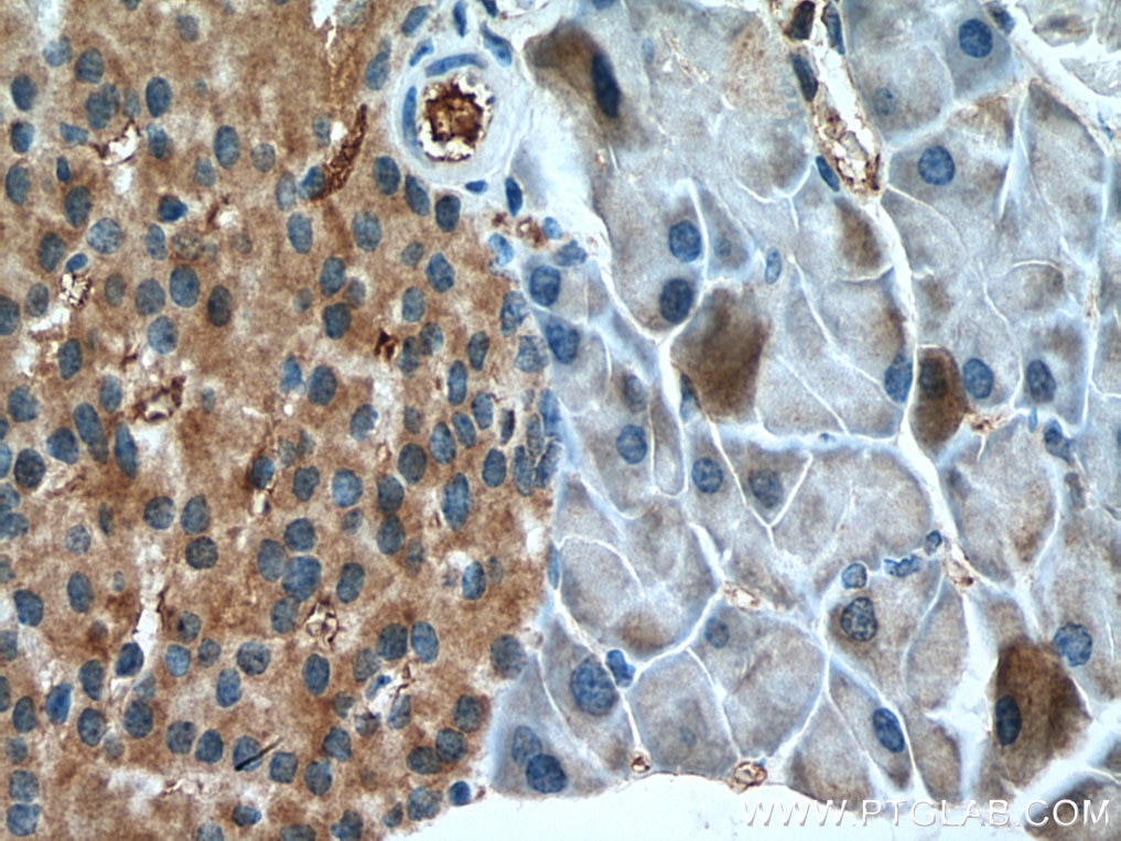 Immunohistochemistry (IHC) staining of mouse pancreas tissue using FAM3B Polyclonal antibody (27131-1-AP)