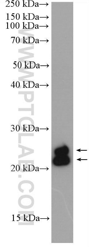 Western Blot (WB) analysis of human milk using FAM3B Polyclonal antibody (27131-1-AP)