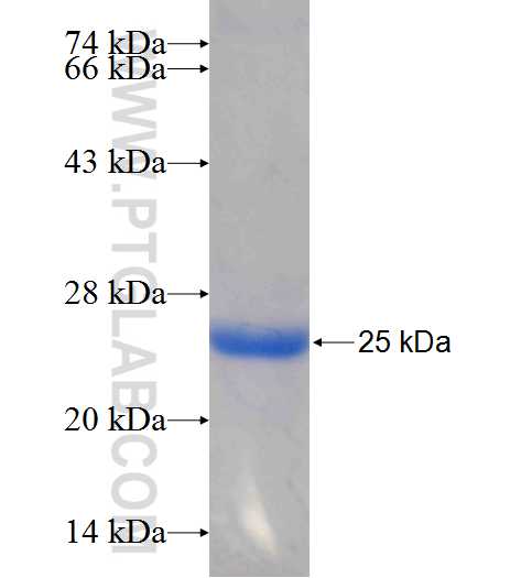 FAM3B fusion protein Ag25960 SDS-PAGE