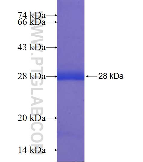 FAM3B fusion protein Ag8967 SDS-PAGE