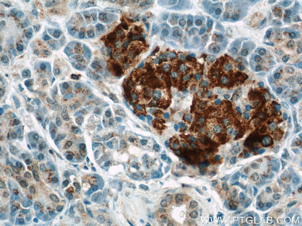 Immunohistochemistry (IHC) staining of human pancreas tissue using FAM3C Polyclonal antibody (14247-1-AP)