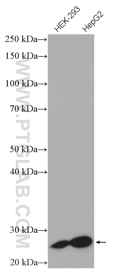 Western Blot (WB) analysis of various lysates using FAM3C Polyclonal antibody (14247-1-AP)