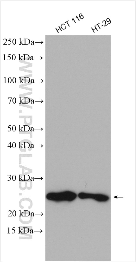 Western Blot (WB) analysis of various lysates using FAM3C Polyclonal antibody (14247-1-AP)