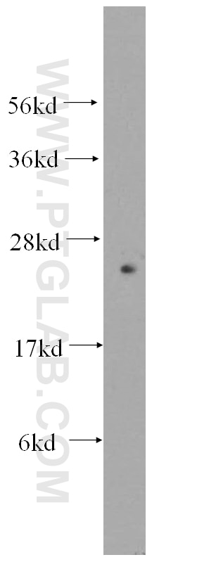 Western Blot (WB) analysis of human heart tissue using FAM3C Polyclonal antibody (14247-1-AP)