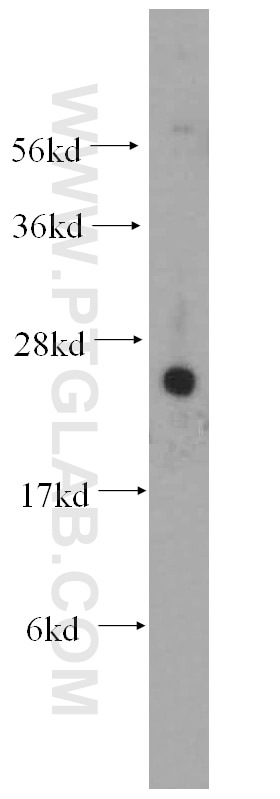 Western Blot (WB) analysis of HEK-293 cells using FAM3C Polyclonal antibody (14247-1-AP)