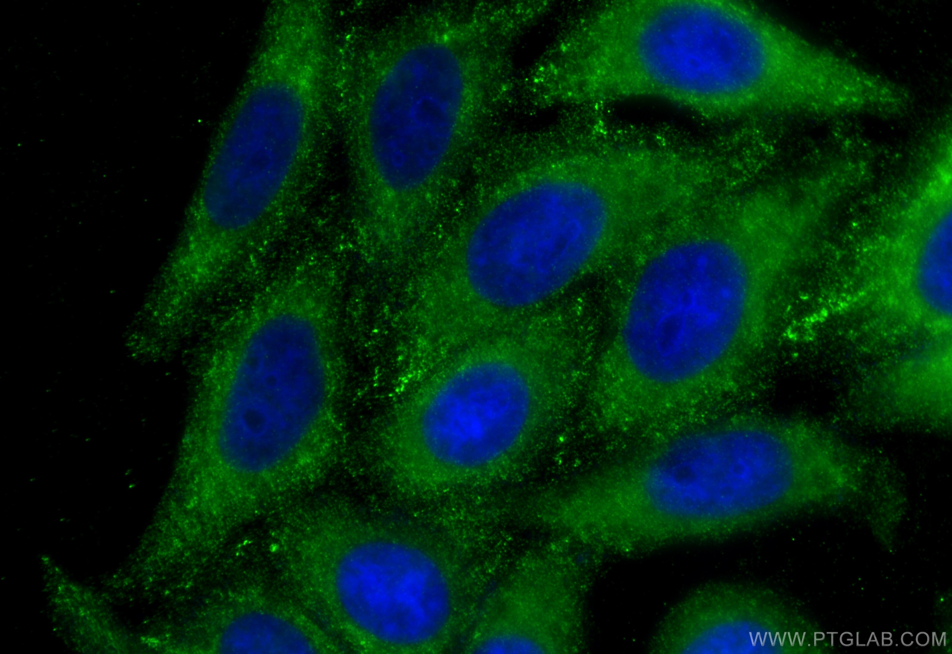 Immunofluorescence (IF) / fluorescent staining of HepG2 cells using FAM3C Monoclonal antibody (60282-1-Ig)