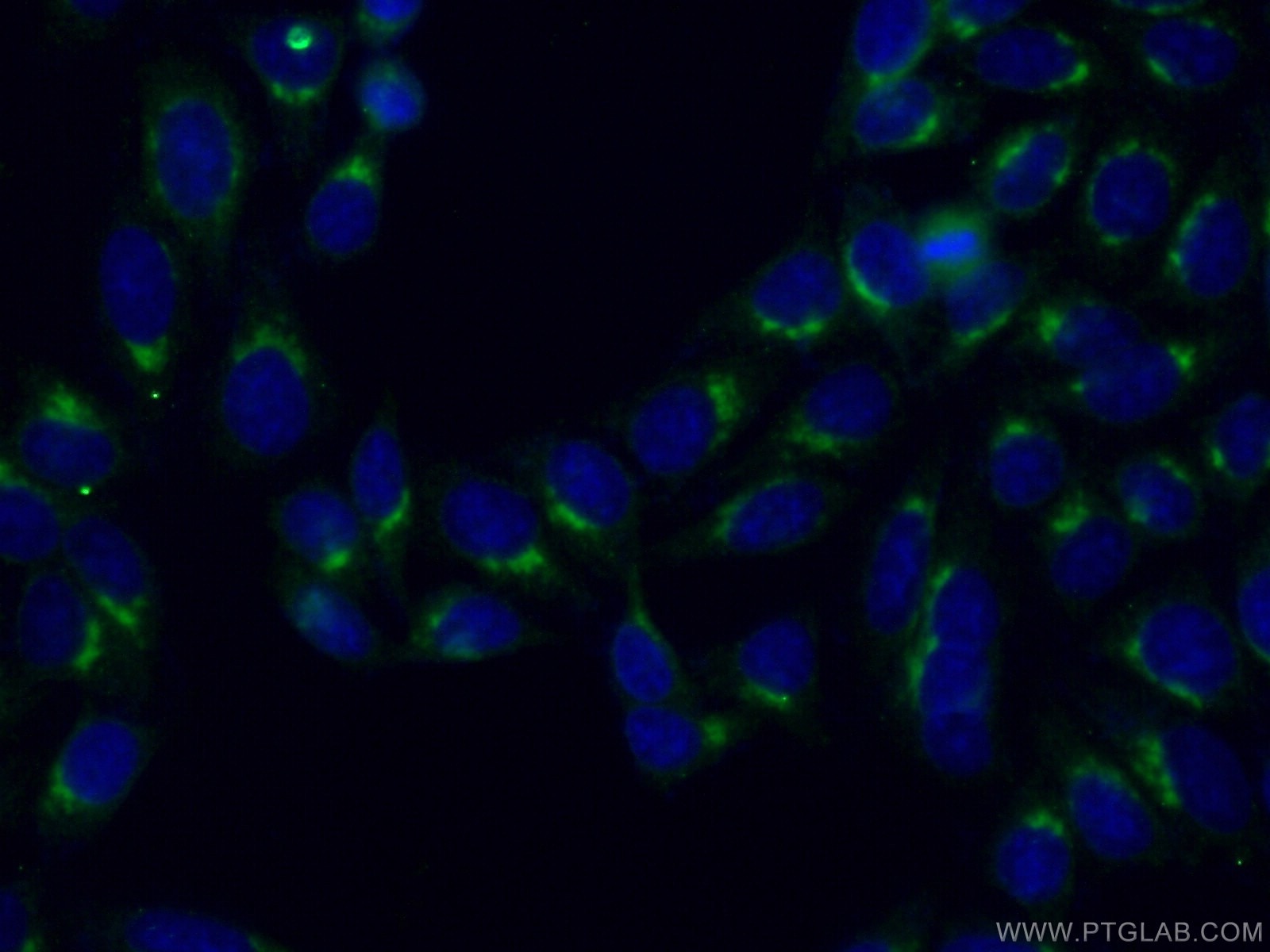 Immunofluorescence (IF) / fluorescent staining of HepG2 cells using FAM3C Monoclonal antibody (60282-1-Ig)