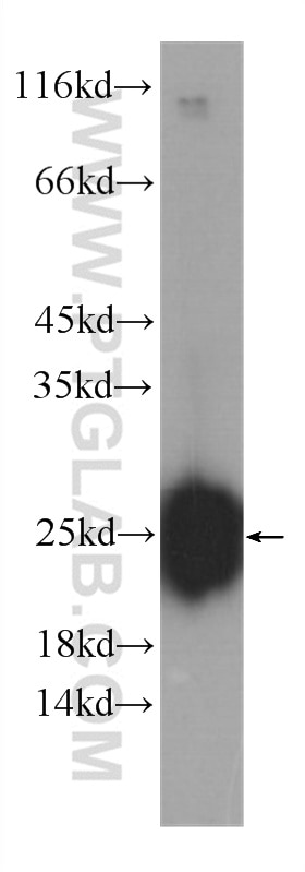 Western Blot (WB) analysis of fetal human brain tissue using FAM3C Monoclonal antibody (60282-1-Ig)