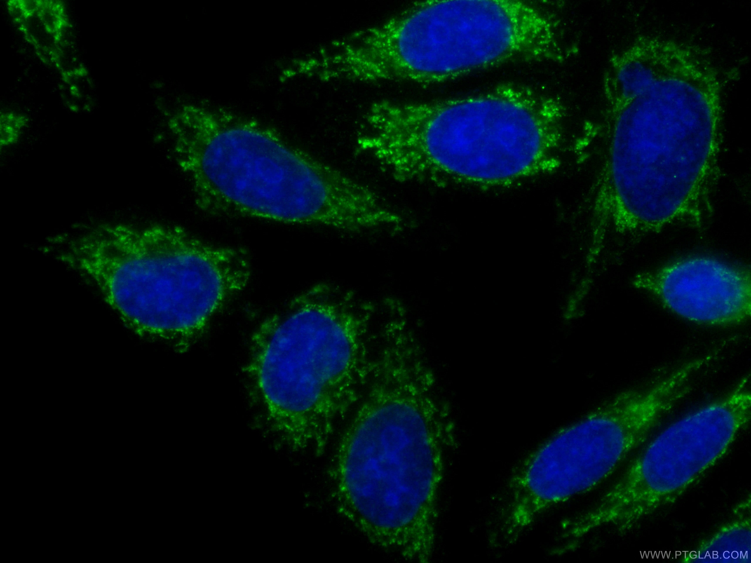 Immunofluorescence (IF) / fluorescent staining of HepG2 cells using CoraLite® Plus 488-conjugated FAM3C Monoclonal ant (CL488-60282)