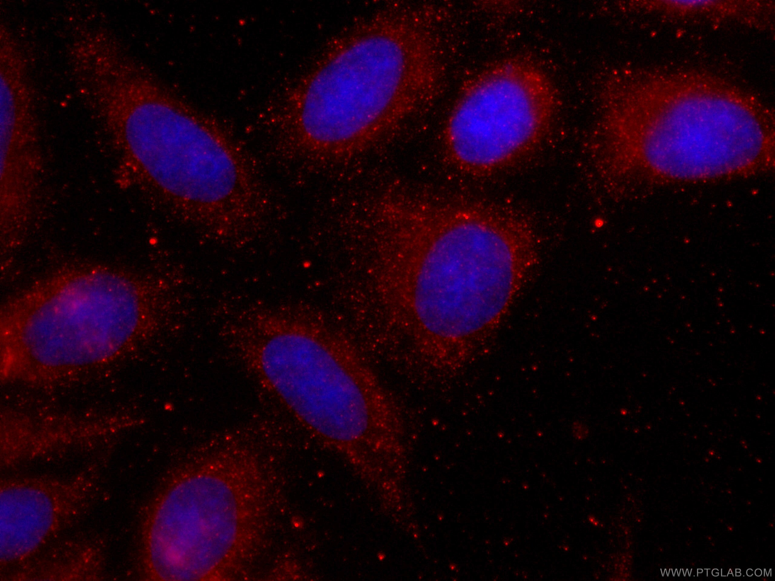 Immunofluorescence (IF) / fluorescent staining of HepG2 cells using CoraLite®594-conjugated FAM3C Monoclonal antibody (CL594-60282)