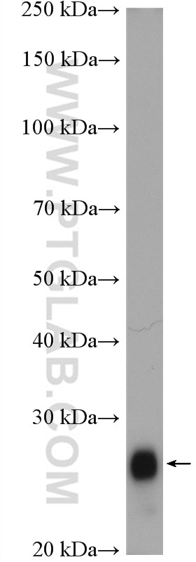 Western Blot (WB) analysis of mouse colon tissue using FAM3D Polyclonal antibody (12336-1-AP)