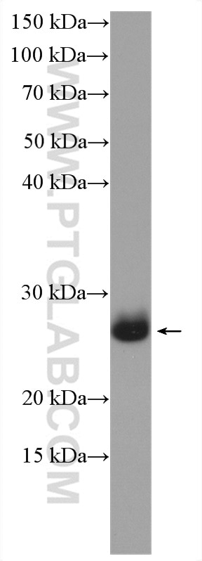 Western Blot (WB) analysis of rat colon tissue using FAM3D Polyclonal antibody (12336-1-AP)