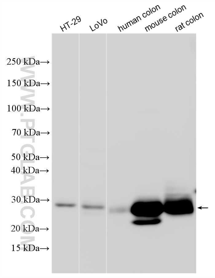 WB analysis using 12336-1-AP Western Blot (WB) analysis of various lysates using FAM3D Polyclonal antibody (12336-1-AP)