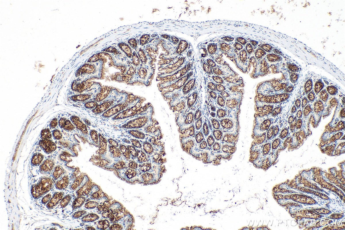 Immunohistochemical analysis of paraffin-embedded mouse colon tissue slide using 32785-1-AP (FAM3D antibody) at dilution of 1:800 (under 10x lens). Heat mediated antigen retrieval with Tris-EDTA buffer (pH 9.0). Immunohistochemistry (IHC) staining of mouse colon tissue using FAM3D Polyclonal antibody (32785-1-AP)