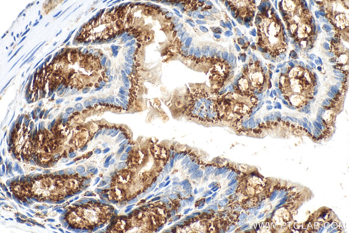 Immunohistochemical analysis of paraffin-embedded mouse colon tissue slide using 32785-1-AP (FAM3D antibody) at dilution of 1:800 (under 40x lens). Heat mediated antigen retrieval with Tris-EDTA buffer (pH 9.0). Immunohistochemistry (IHC) staining of mouse colon tissue using FAM3D Polyclonal antibody (32785-1-AP)