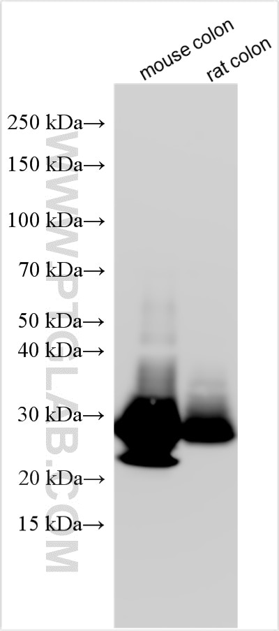 Various lysates were subjected to SDS PAGE followed by western blot with 32785-1-AP (FAM3D antibody) at dilution of 1:4000 incubated at room temperature for 1.5 hours. Western Blot (WB) analysis of various lysates using FAM3D Polyclonal antibody (32785-1-AP)