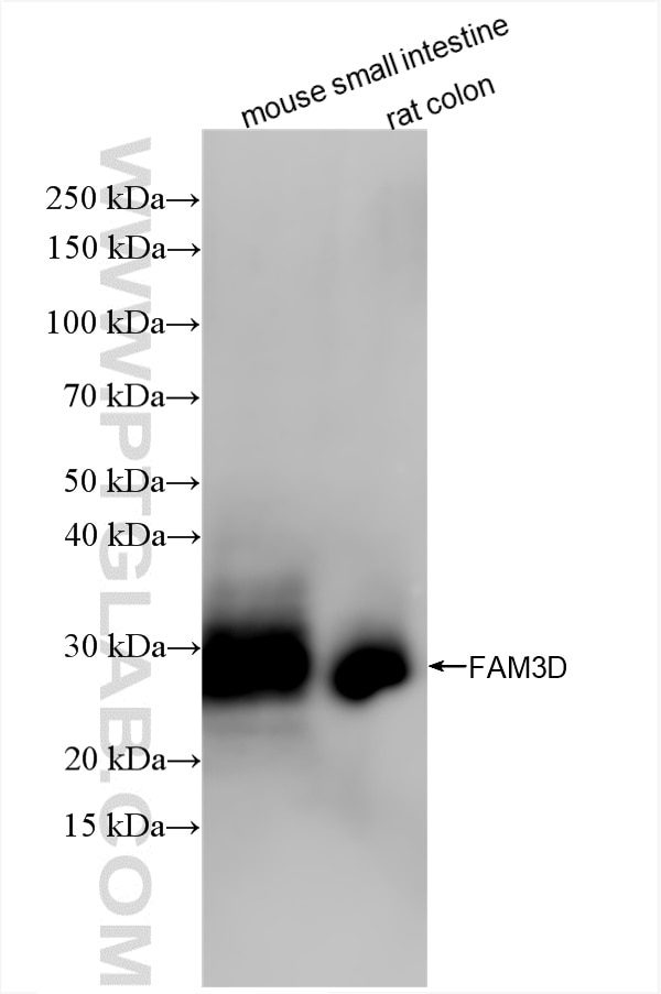 Western Blot (WB) analysis of various lysates using FAM3D Recombinant antibody (86090-1-RR)