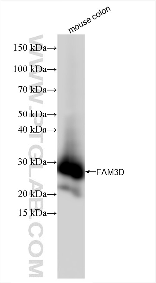 Western Blot (WB) analysis of mouse colon tissue using FAM3D Recombinant antibody (86090-1-RR)