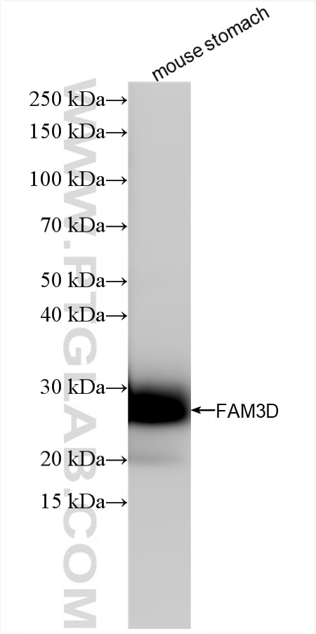 Western Blot (WB) analysis of mouse stomach tissue using FAM3D Recombinant antibody (86090-1-RR)