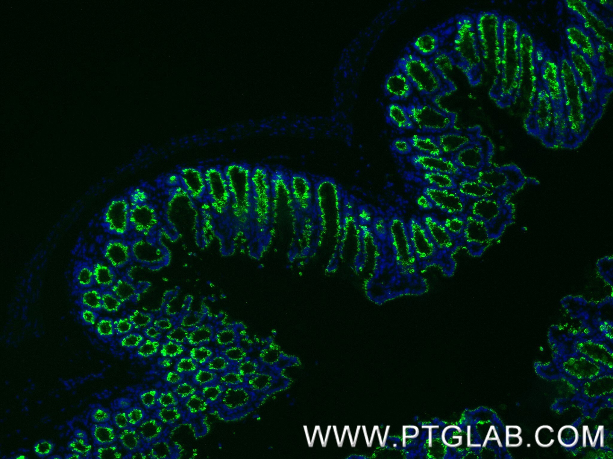 Immunofluorescence (IF) / fluorescent staining of mouse colon tissue using FAM3D Recombinant monoclonal antibody (86090-2-RR)