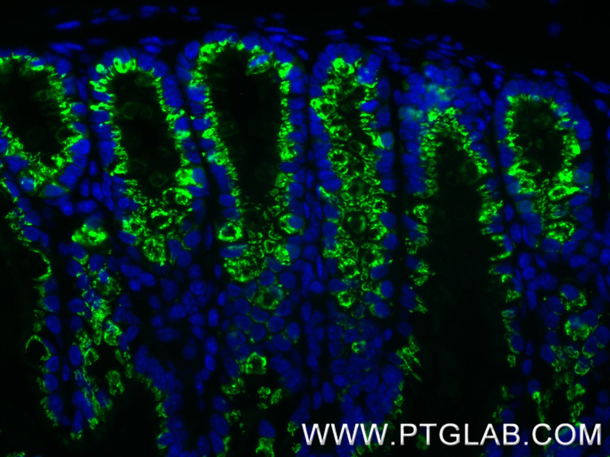 Immunofluorescence (IF) / fluorescent staining of mouse colon tissue using FAM3D Recombinant monoclonal antibody (86090-2-RR)