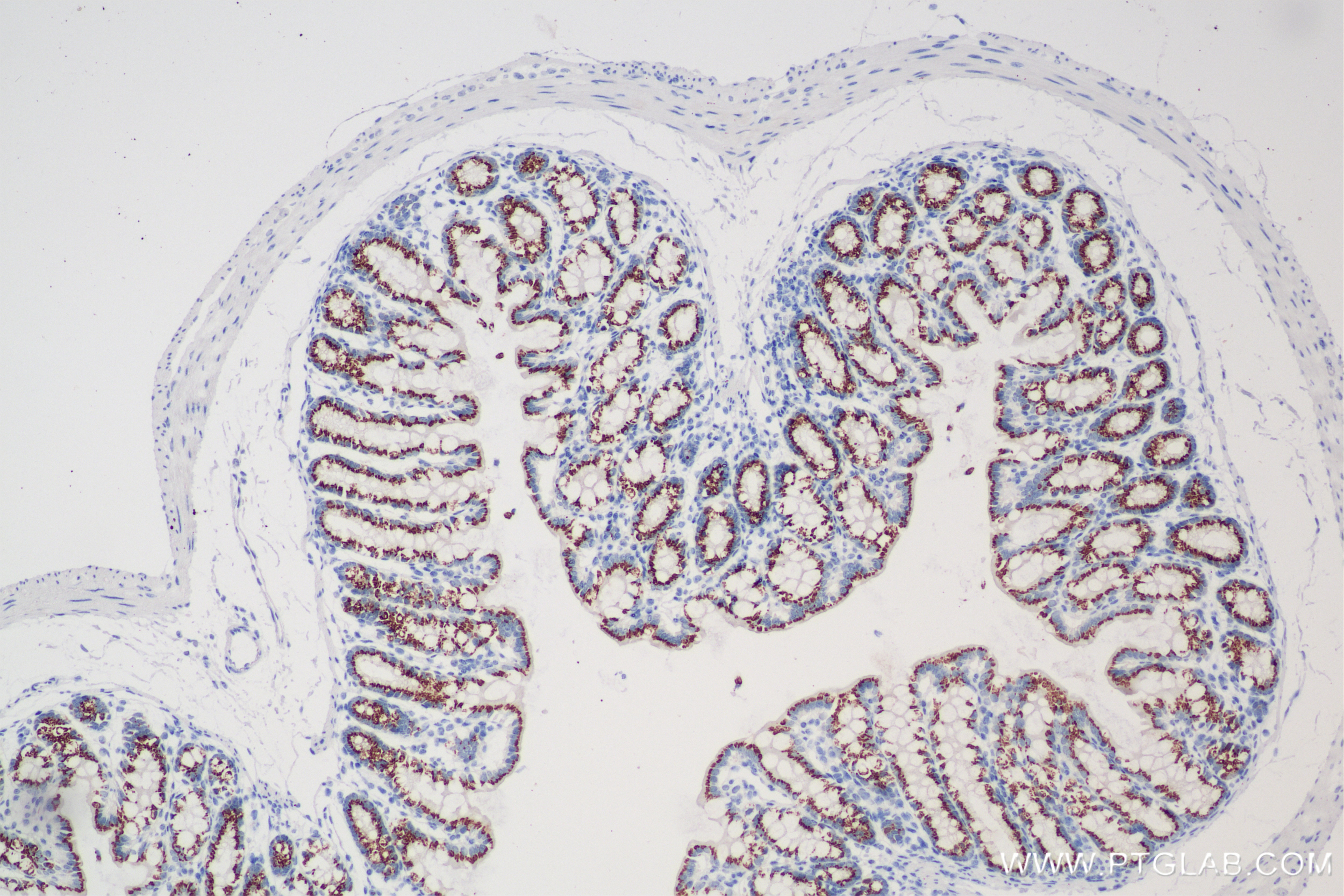 Immunohistochemistry (IHC) staining of mouse colon tissue using FAM3D Recombinant antibody (86090-2-RR)