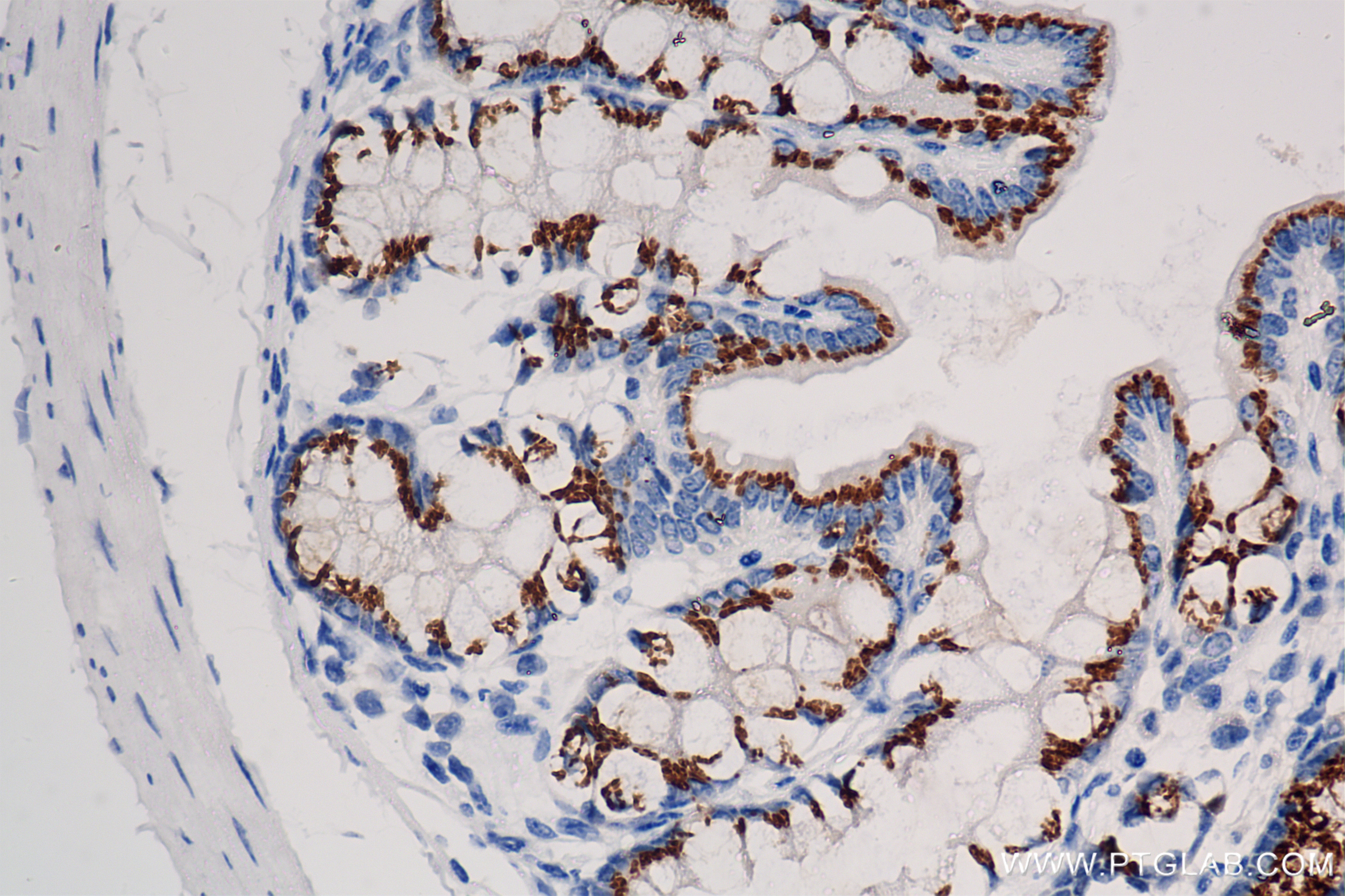Immunohistochemistry (IHC) staining of mouse colon tissue using FAM3D Recombinant antibody (86090-2-RR)