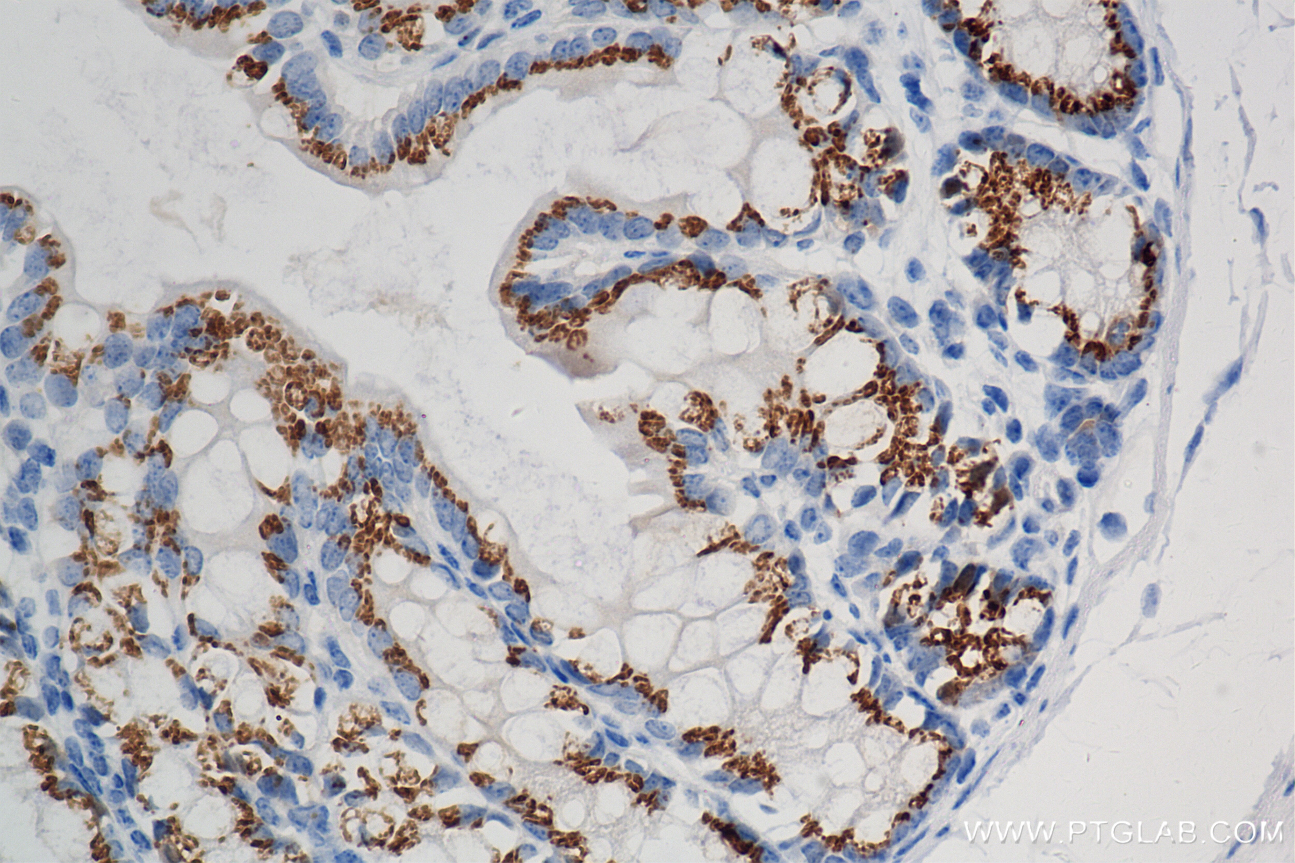 Immunohistochemistry (IHC) staining of mouse colon tissue using FAM3D Recombinant antibody (86090-2-RR)