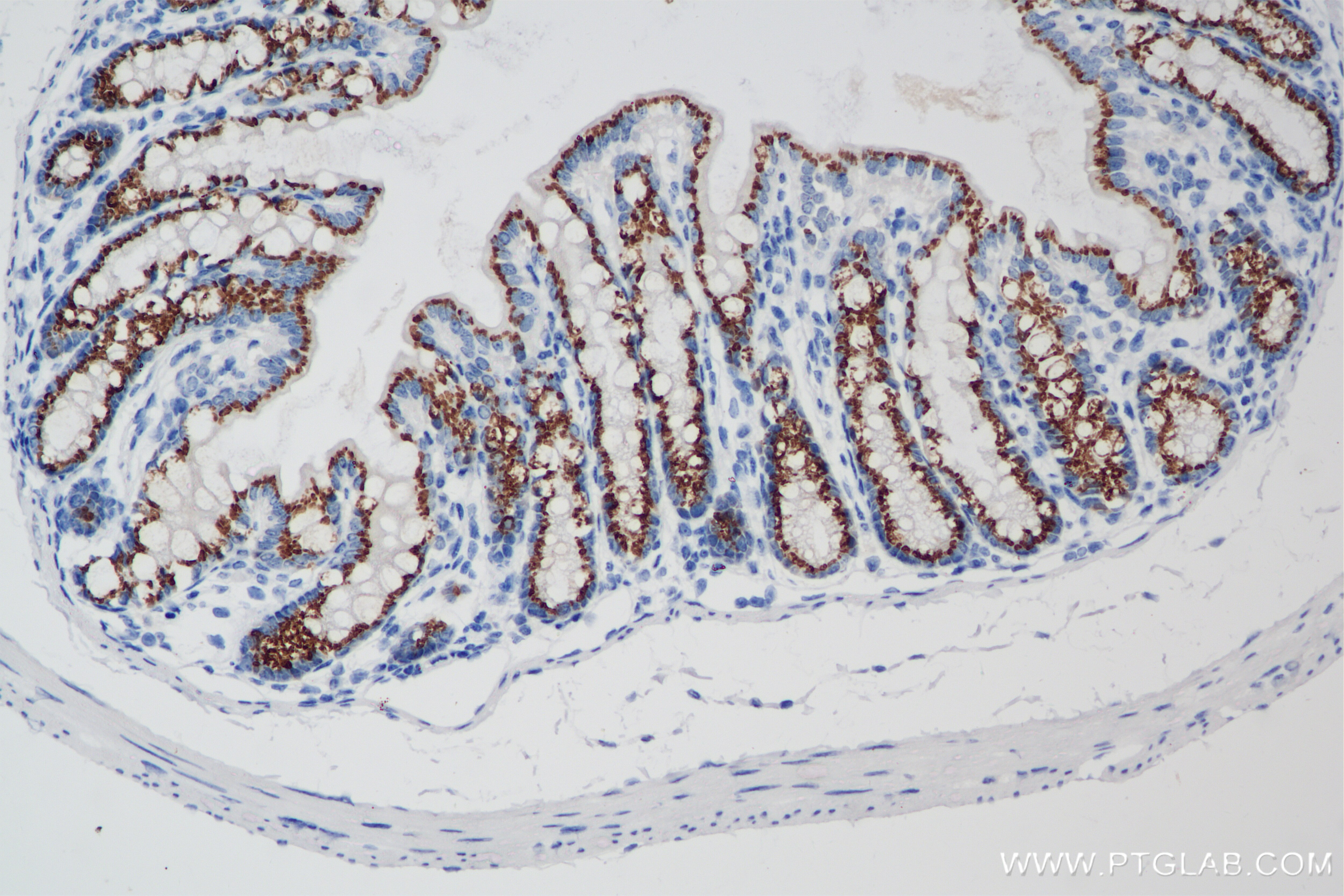 Immunohistochemistry (IHC) staining of mouse colon tissue using FAM3D Recombinant antibody (86090-2-RR)