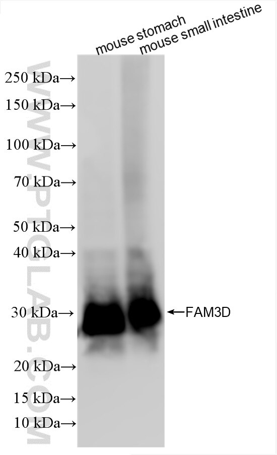Western Blot (WB) analysis of various lysates using FAM3D Recombinant antibody (86090-2-RR)