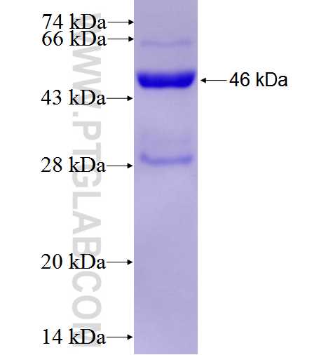 FAM3D fusion protein Ag2965 SDS-PAGE