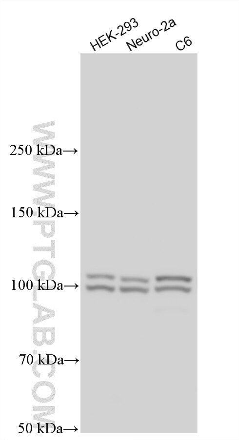 Western Blot (WB) analysis of various lysates using FAM40A Polyclonal antibody (32554-1-AP)