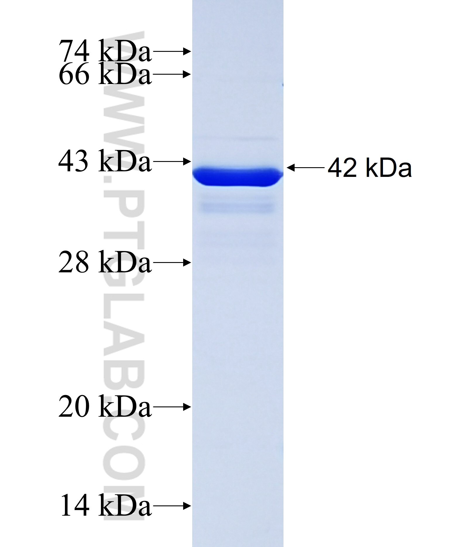 FAM40A fusion protein Ag38142 SDS-PAGE