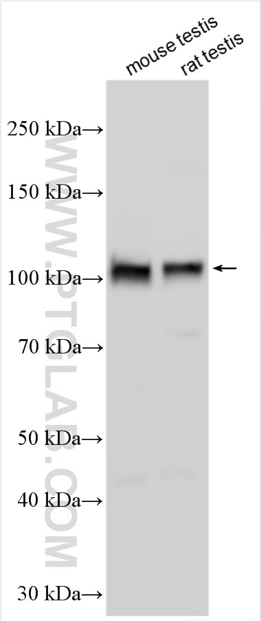 Western Blot (WB) analysis of various lysates using FAM40B Polyclonal antibody (25163-1-AP)