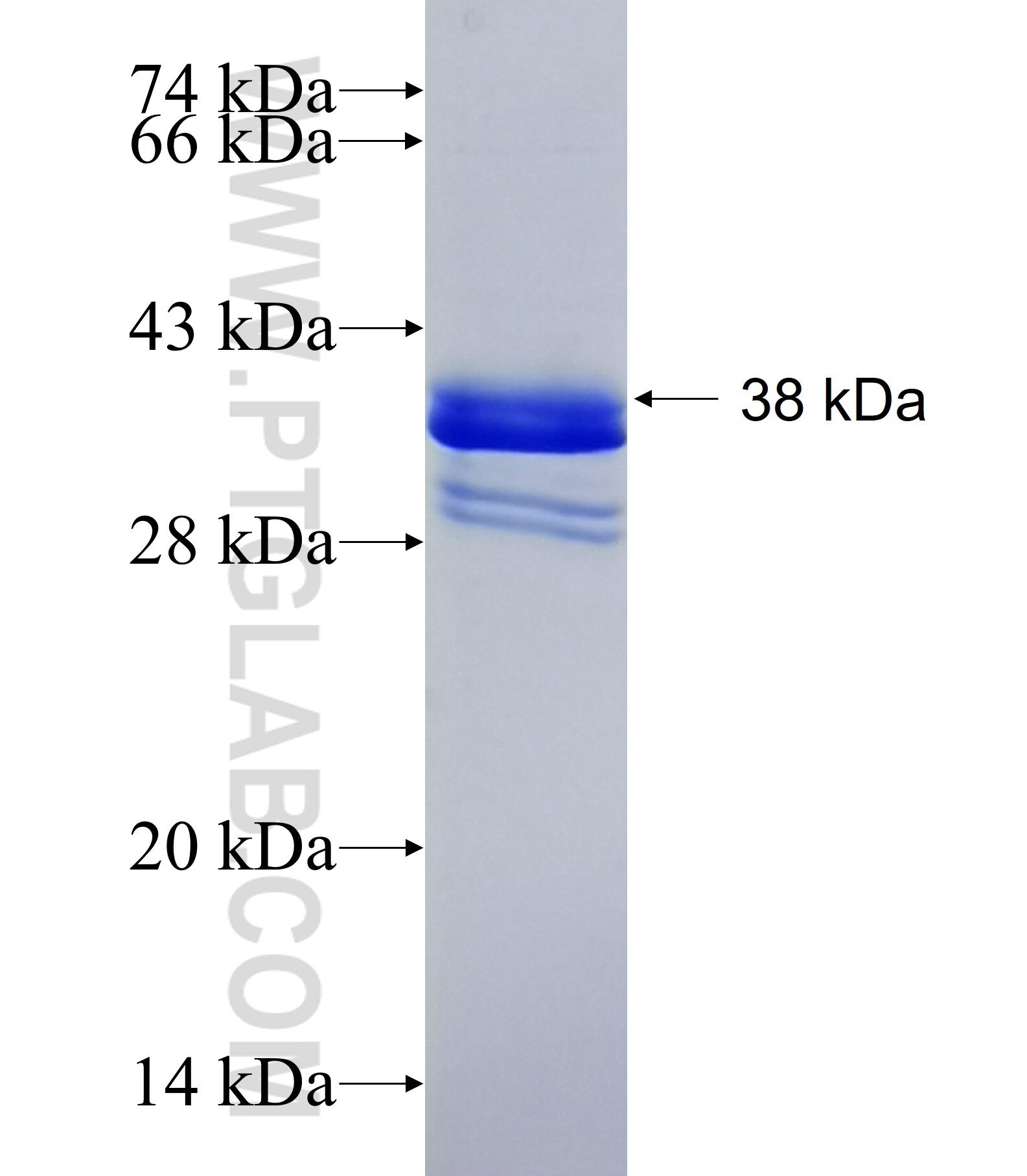 FAM46A fusion protein Ag33896 SDS-PAGE