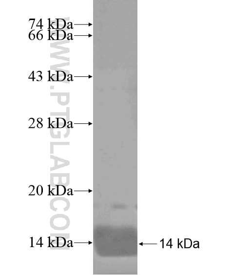 FAM46C fusion protein Ag19147 SDS-PAGE