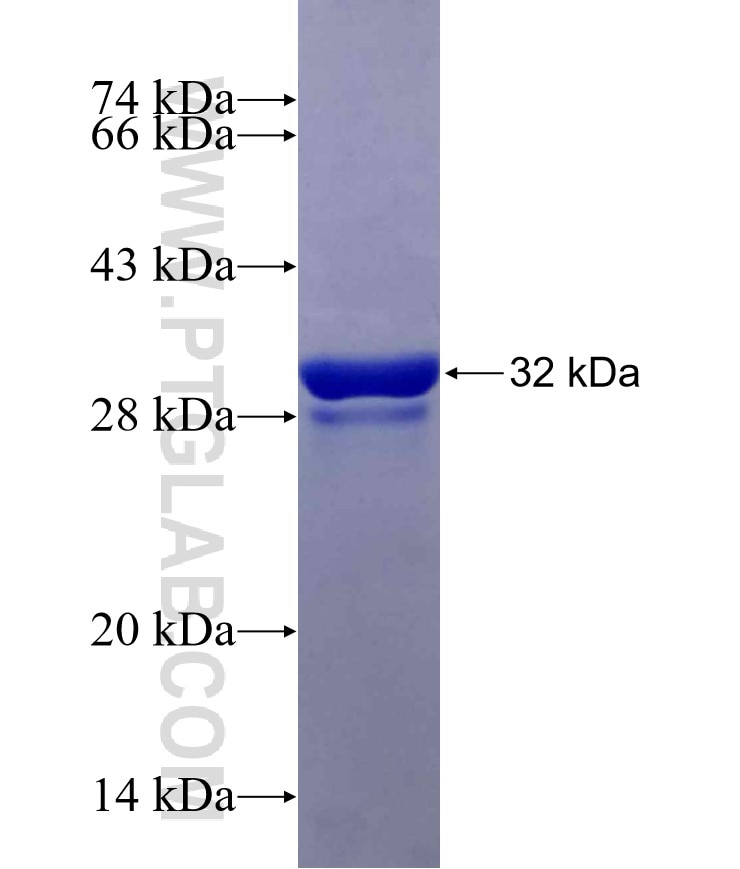 FAM46C fusion protein Ag19506 SDS-PAGE