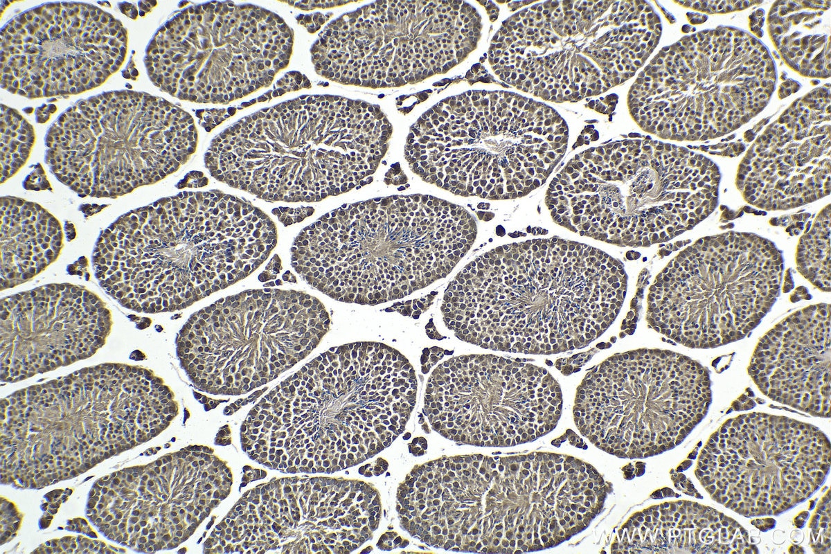 Immunohistochemistry (IHC) staining of mouse testis tissue using FAM48A Polyclonal antibody (24419-1-AP)