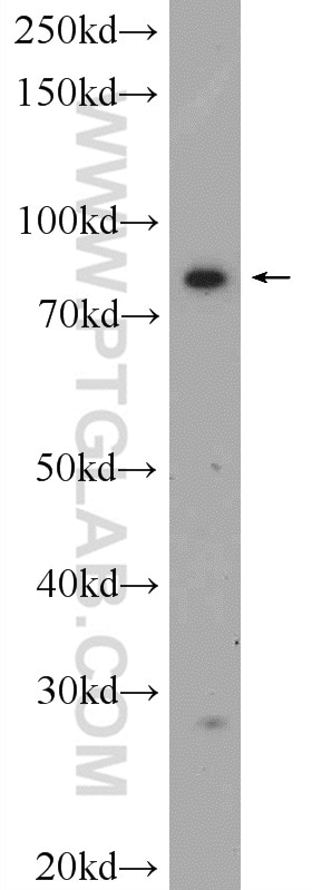Western Blot (WB) analysis of PC-3 cells using FAM48A Polyclonal antibody (24419-1-AP)