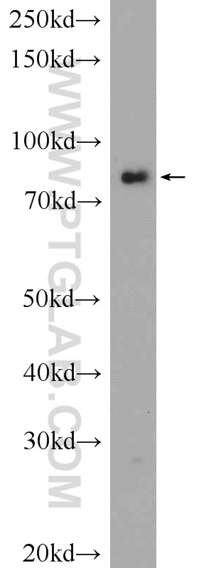 WB analysis of PC-3 using 24419-1-AP