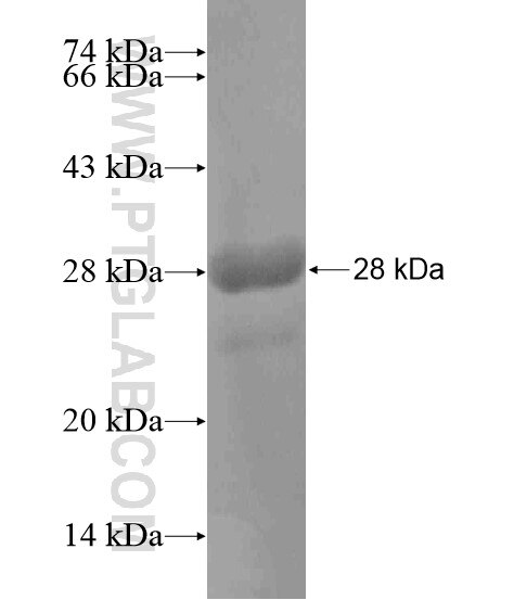 FAM48A fusion protein Ag19875 SDS-PAGE