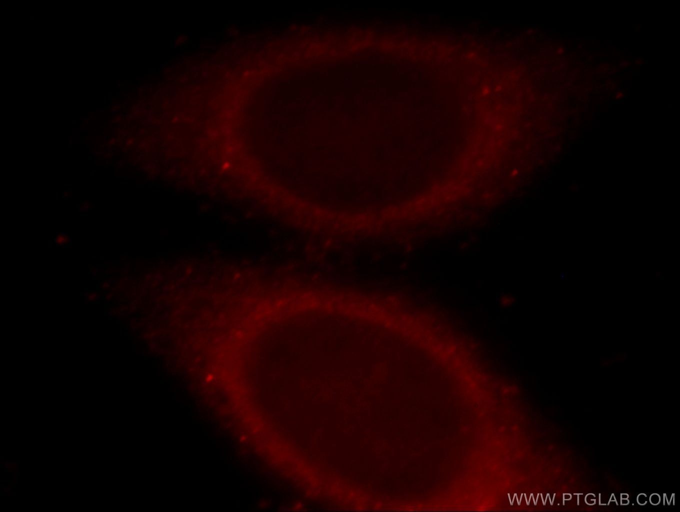 Immunofluorescence (IF) / fluorescent staining of HepG2 cells using FAM49B Polyclonal antibody (20127-1-AP)