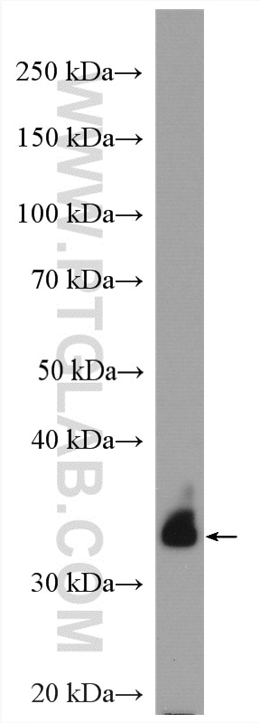 Western Blot (WB) analysis of mouse testis tissue using FAM49B Polyclonal antibody (20127-1-AP)