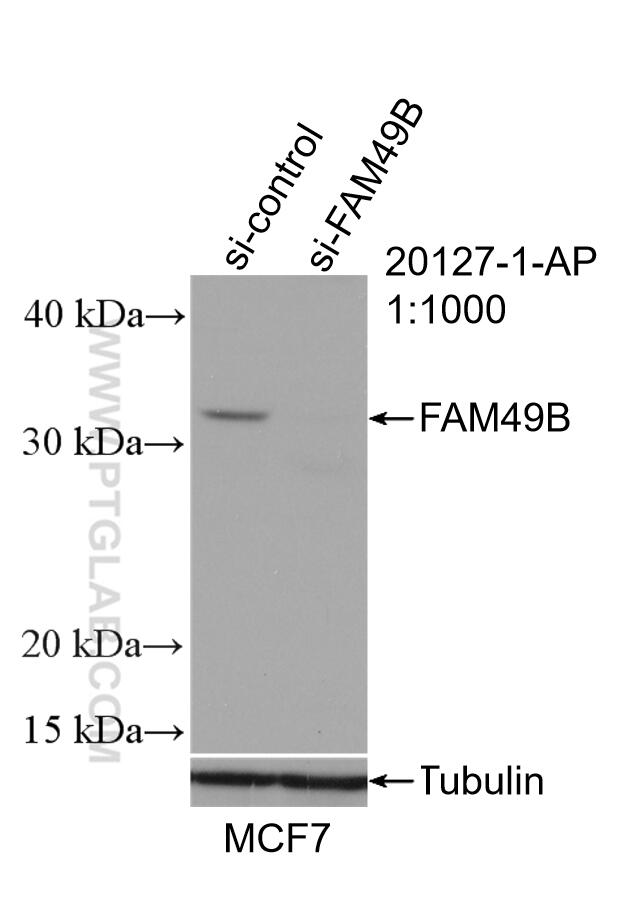 Western Blot (WB) analysis of MCF-7 cells using FAM49B Polyclonal antibody (20127-1-AP)