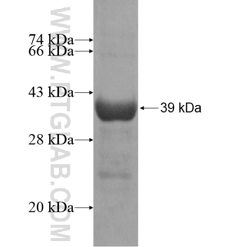 FAM49B fusion protein Ag14280 SDS-PAGE